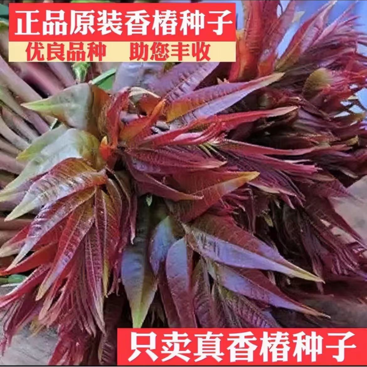 【香椿种子】速生红油香椿种子红叶香春芽苗菜四季农家菜菜籽