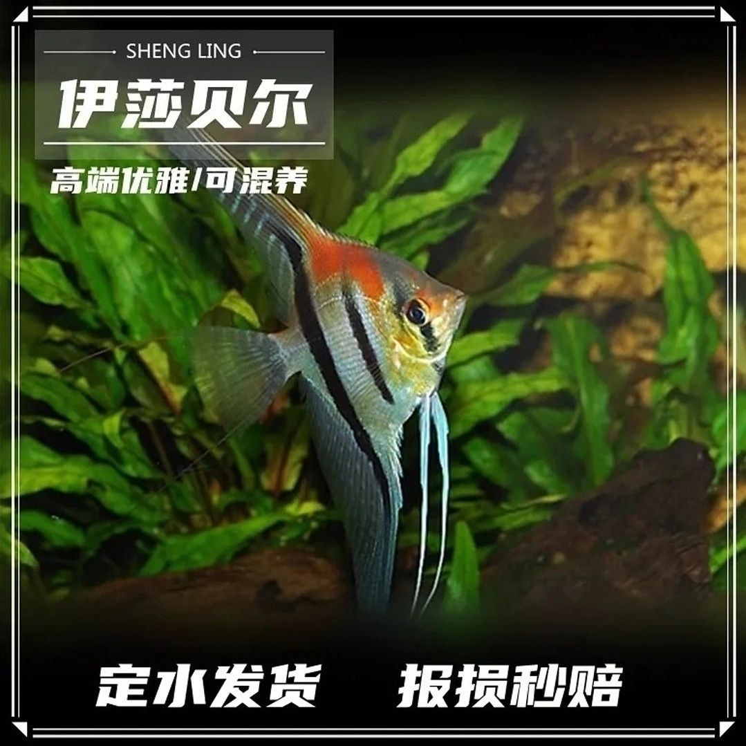 伊莎贝尔埃及神仙红背埃及鱼热带观赏鱼淡水鱼热带鱼燕鱼