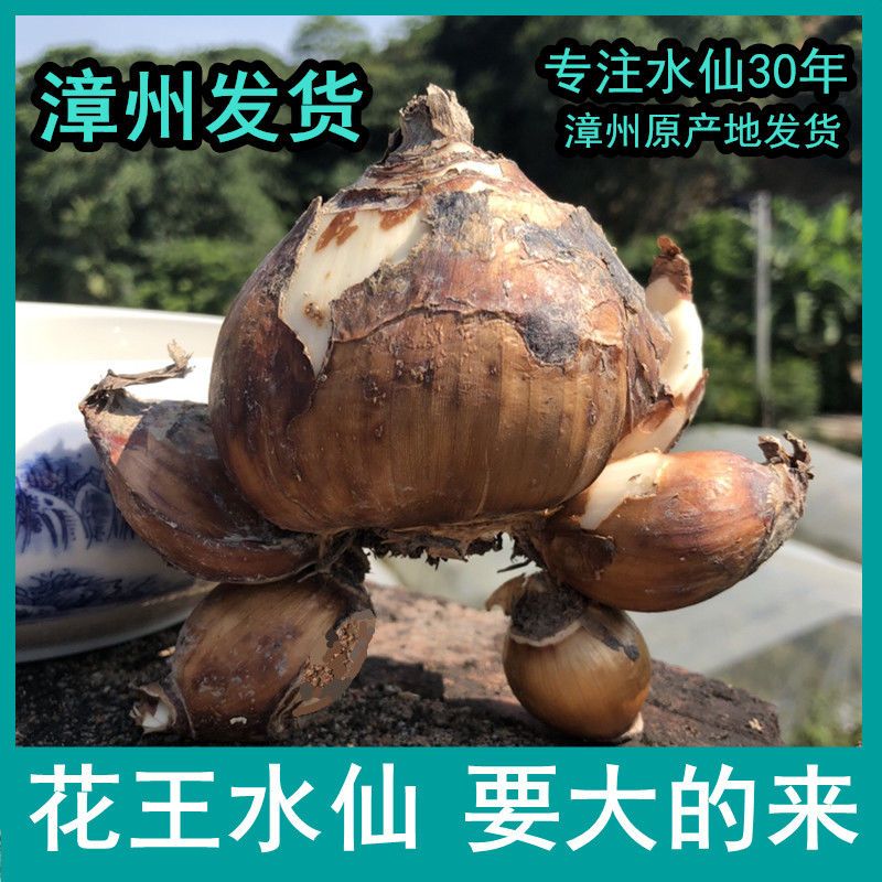 正宗漳州水仙花大花王 特级大种球 大粒水仙大球花帝水培开花带香