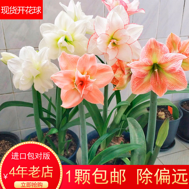 现货荷兰进口单瓣重瓣朱顶红超大种球四季好养活室内盆栽花卉种子