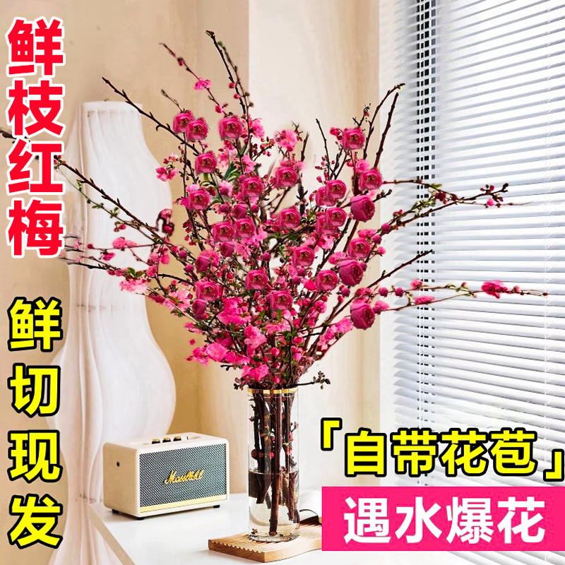 【浓香】鲜枝红梅腊梅客厅水培植物花卉室内四季好养活水养干支雪柳