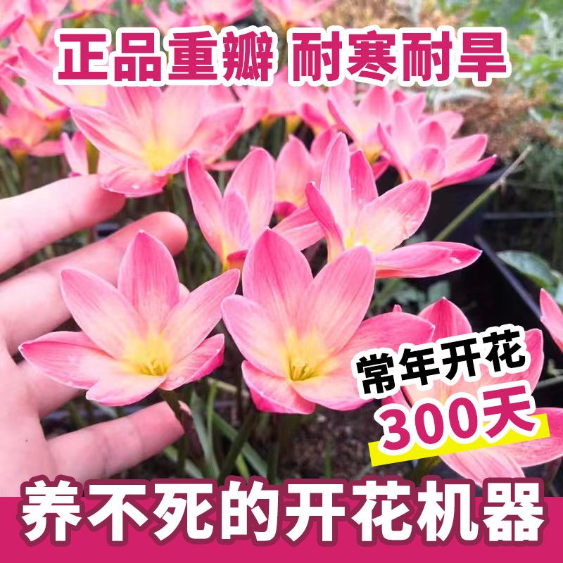 四季开花重瓣风雨兰种球盆栽室内植物客厅阳台好养花卉大全养不死