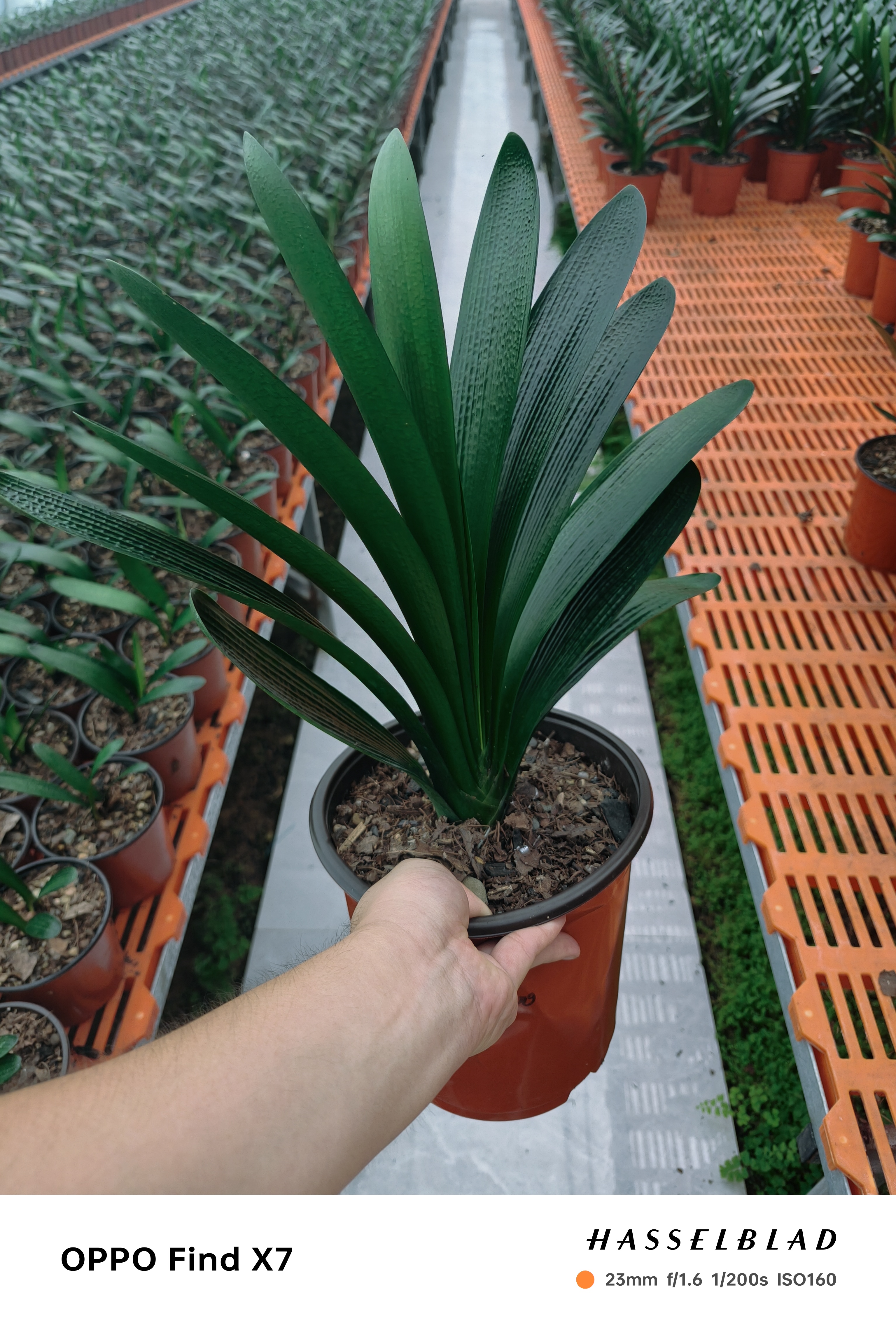 东北精品大棵君子兰10片叶左右，年底盆栽花卉开花！大红花！绿植