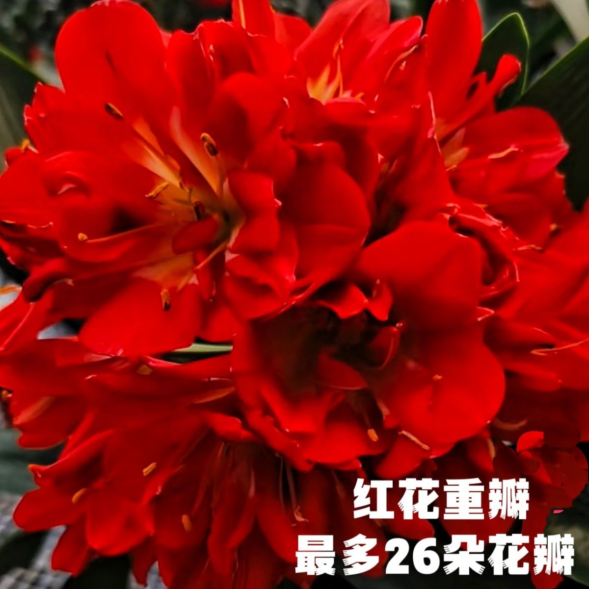 室内君子兰绿植盆栽绿植法拉利红花重瓣，开花霸气，1-6片叶子苗子！