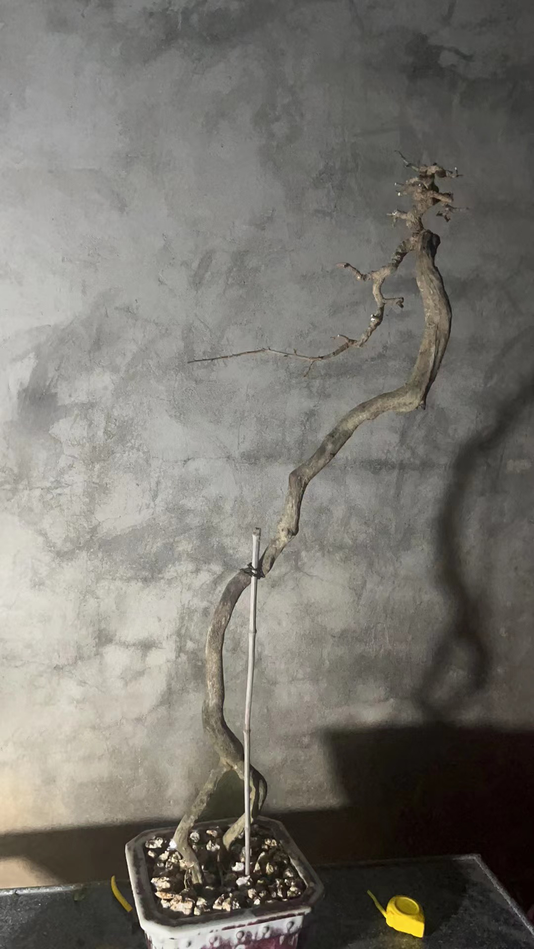 海南香兰博兰一物一拍