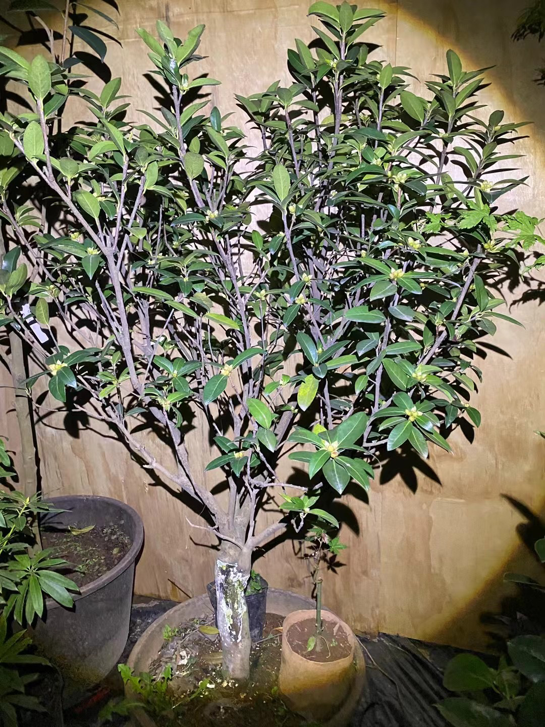 20年 大型云南茶花含苞待放欢迎关注每天直播