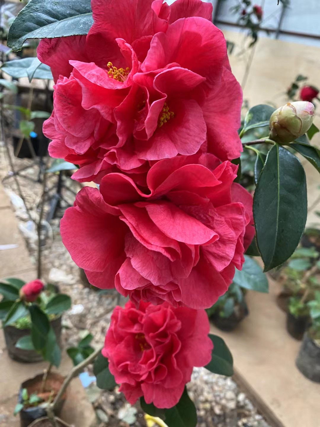 云南茶花大理茶花含苞待放欢迎关注每天直播