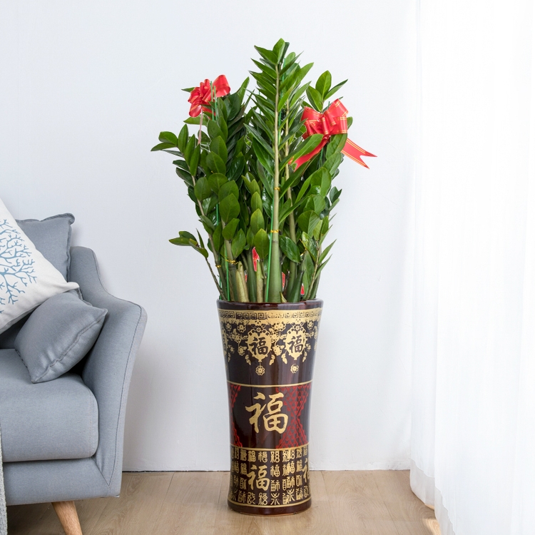 同城精选绿植大盆栽大型金钱树室内客厅大绿植新房乔迁清新空气