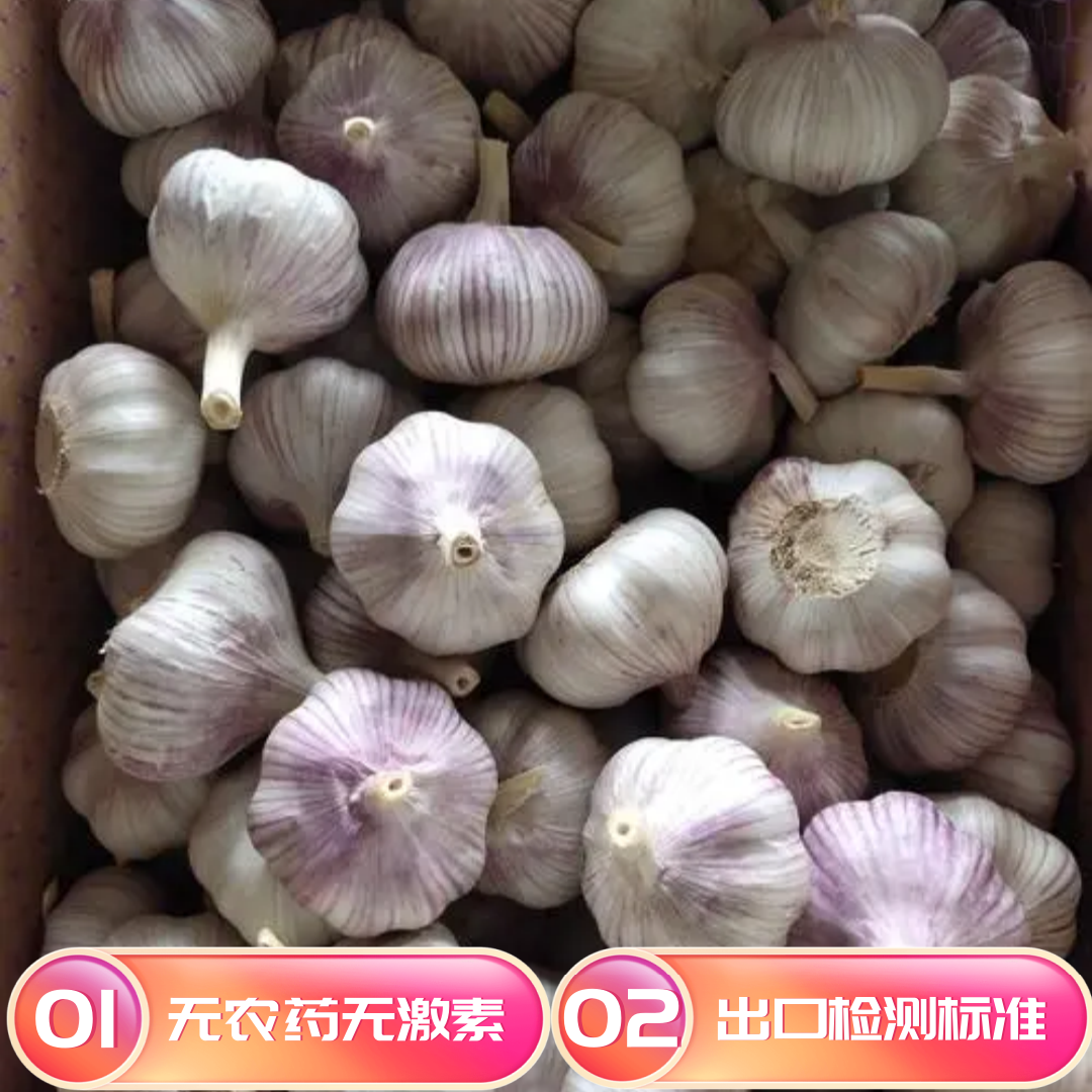 【基地直发】2023优质新干蒜金乡大蒜5斤坏果包赔紫皮大蒜头包邮