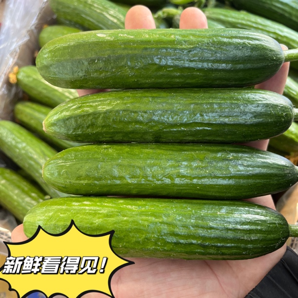 顺丰发货新鲜荷兰无刺水果小黄瓜 清脆爽口 带箱发货 坏果包赔