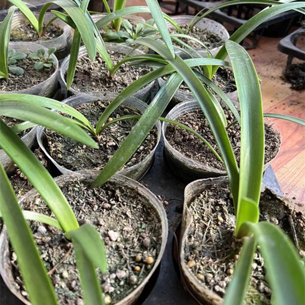 【福袋】★★重瓣朱顶红侧芽一个