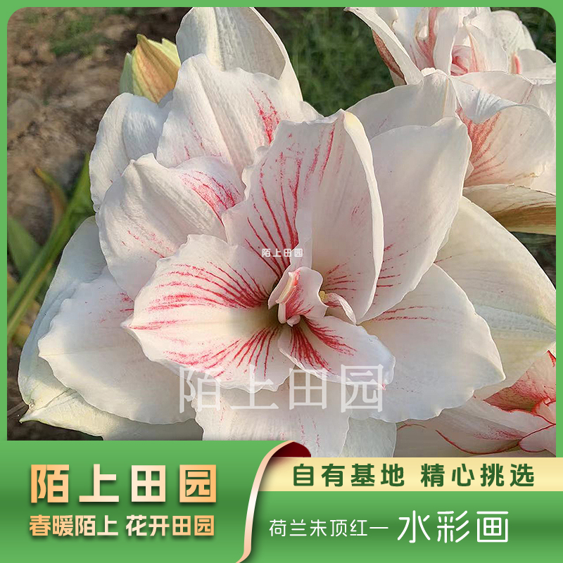 【水彩画】★ 包对版荷兰重瓣朱顶红种球