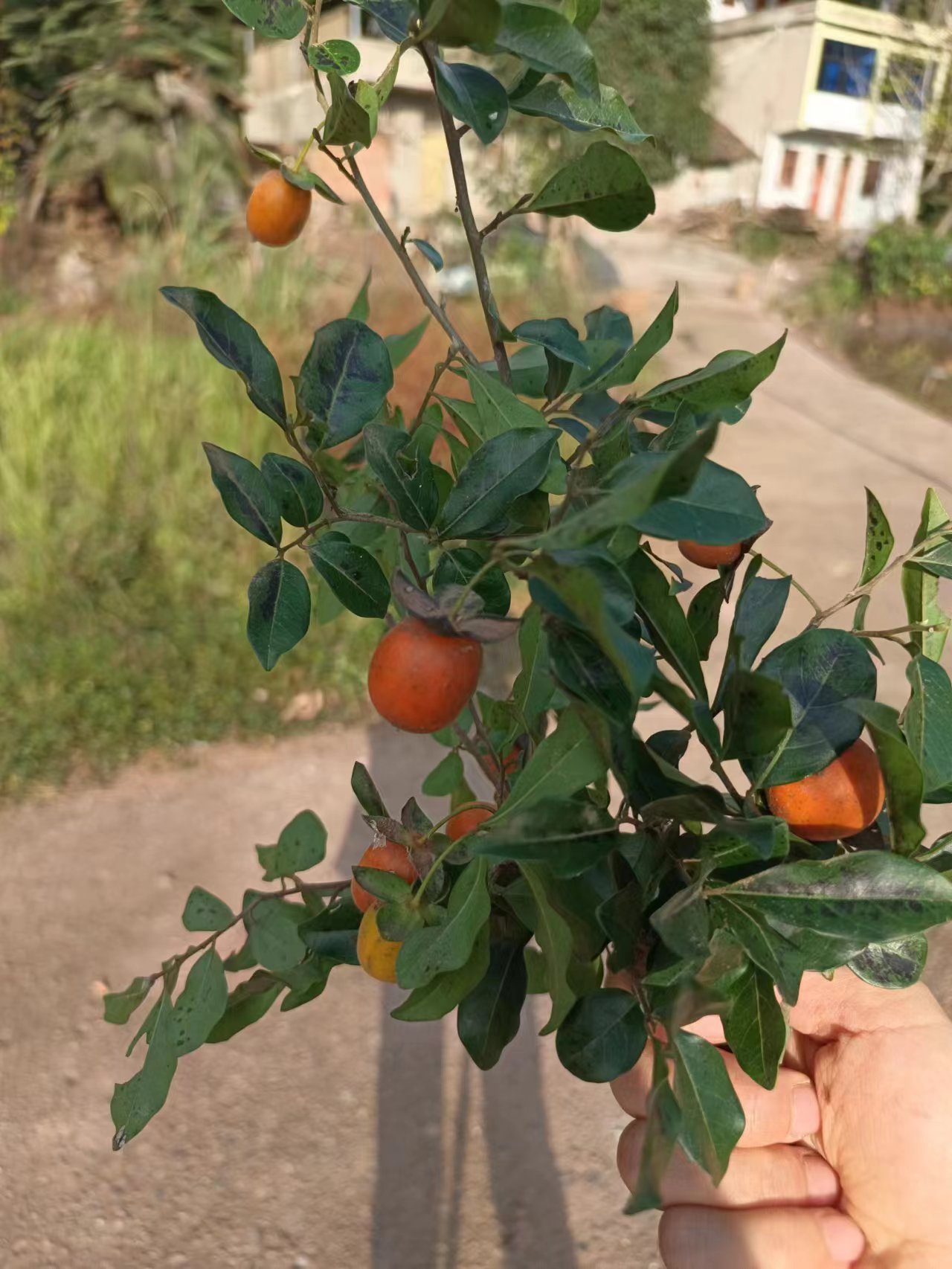 金弹子盆栽盆景素材/新手/老手练手桩/金弹子生桩