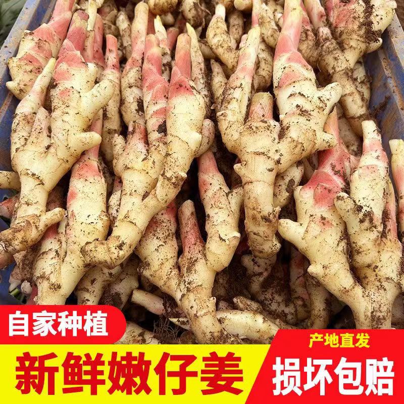 现挖嫩姜仔姜生姜鲜姜红芽姜做泡糖醋姜新鲜时令应季蔬菜
