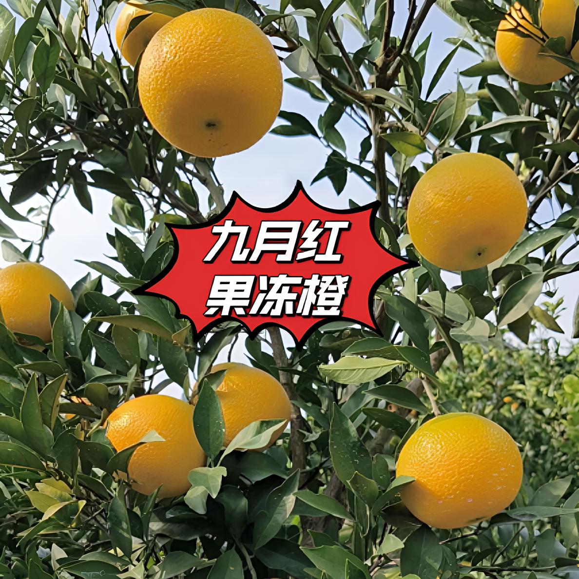 九月红秭归脐橙果冻橙长江低海拔原生态种植现摘现发不打药不上蜡