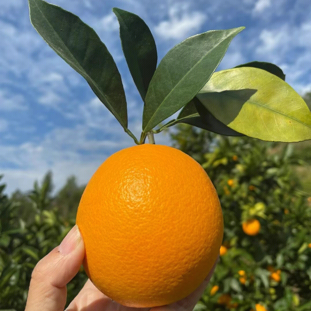 江西赣南脐橙 净重4.5斤 酸甜多汁 应季新鲜水果