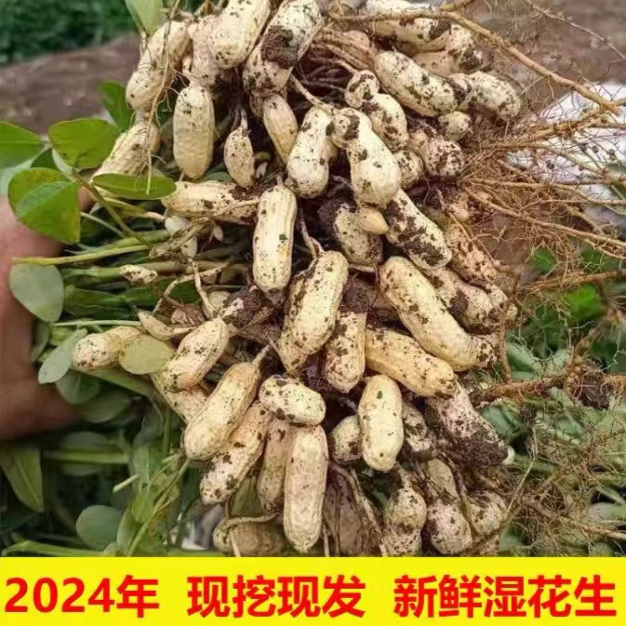 【蛟哥优品】温州永嘉本地花生 农家自种 山地花生 新鲜花生水煮