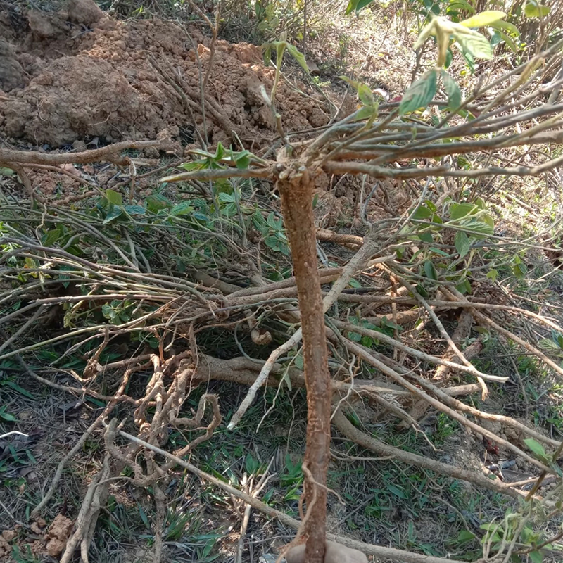 千斤拔广西深山野生山货干片
