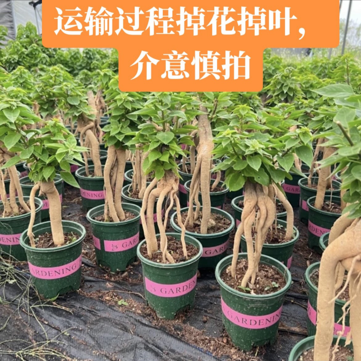 漳州三角梅 提根根艺 包对版