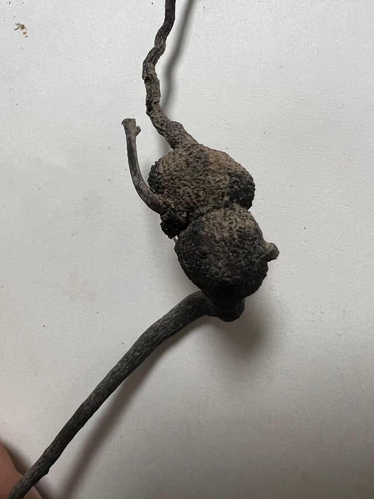 金弹子盆景盆景老桩