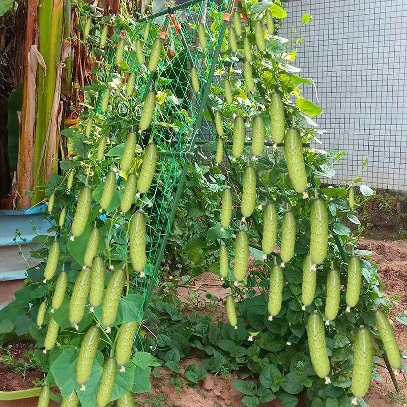 【苞发芽】【不搭架】优质盆栽水果黄瓜种子满地爬水果黄四季菜种