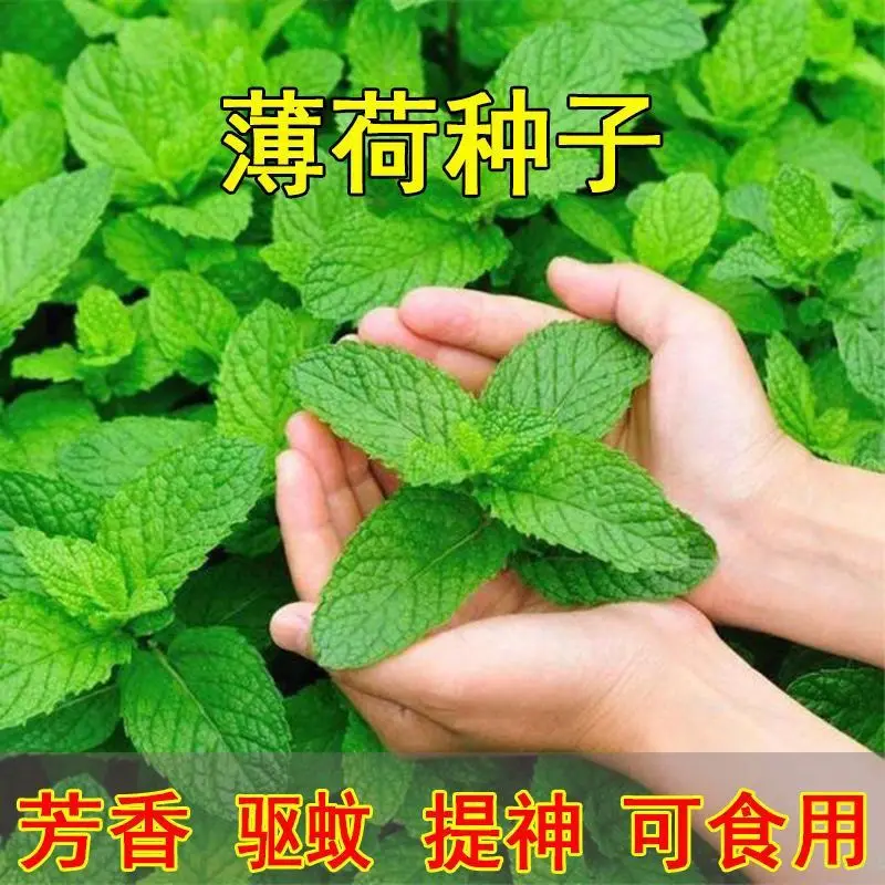 四季可食用薄荷种子驱蚊虫植物花草种子耐热精选花卉高品质种子