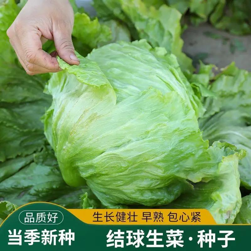 结球生菜种子秧苗阳台家庭盆栽菜园包心生菜沙拉叶球圆形四季籽孑