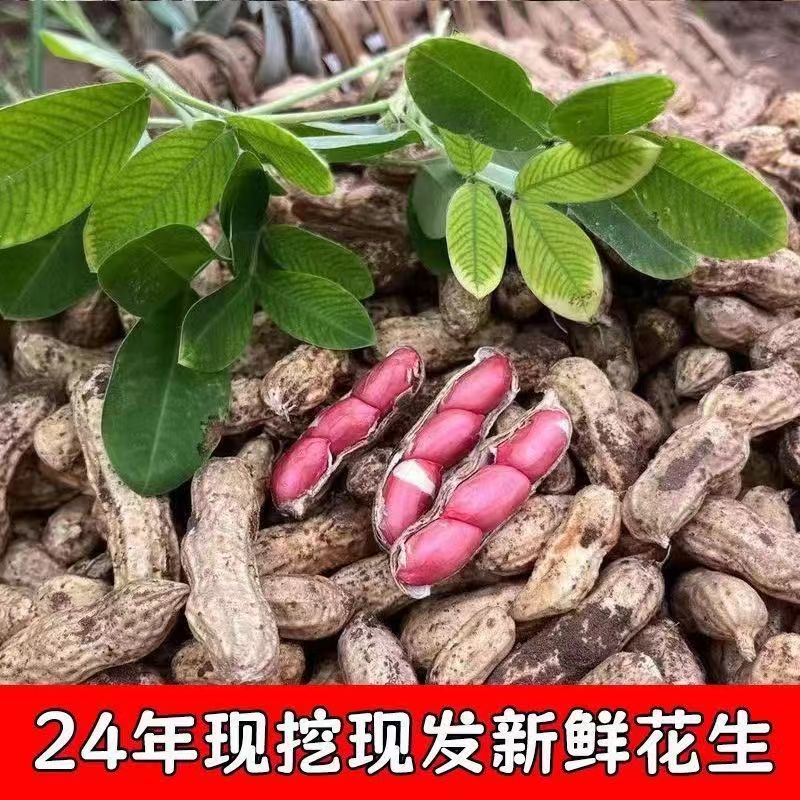 2025鲜花生红皮四粒红新鲜花生现挖现摘带壳带泥新鲜食用