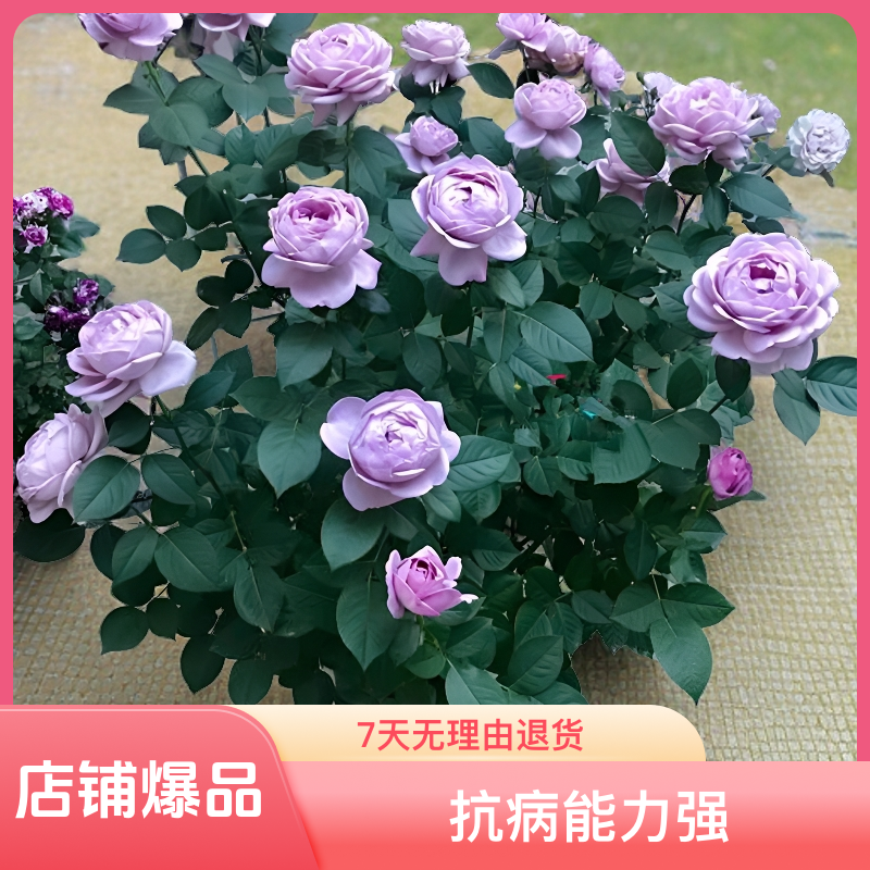 蓝色风暴一加仑原盆原土发货浓香丰花抗病经典品种包邮紫蓝色