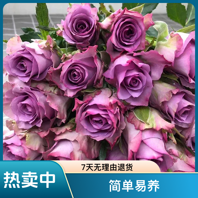 一加仑切花月季多头丰花大花紫霞仙子原盆原土发货包邮