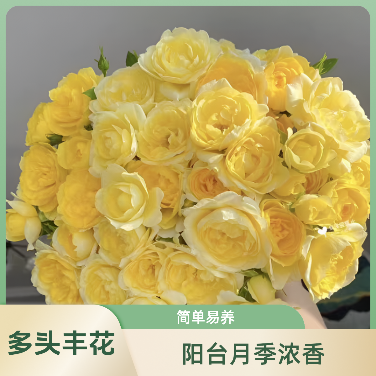 黄色果汁阳台月季浓香一加仑原盆原土发货扦插苗包邮多头丰花