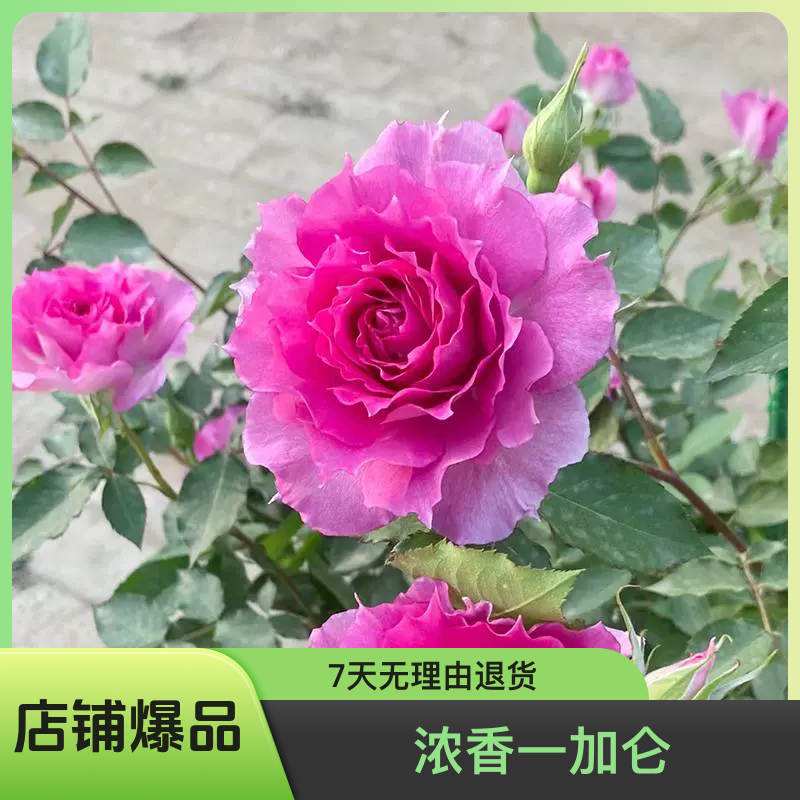 浓香一加仑丰花抗病多头大花天方夜谭原盆原土发货包邮