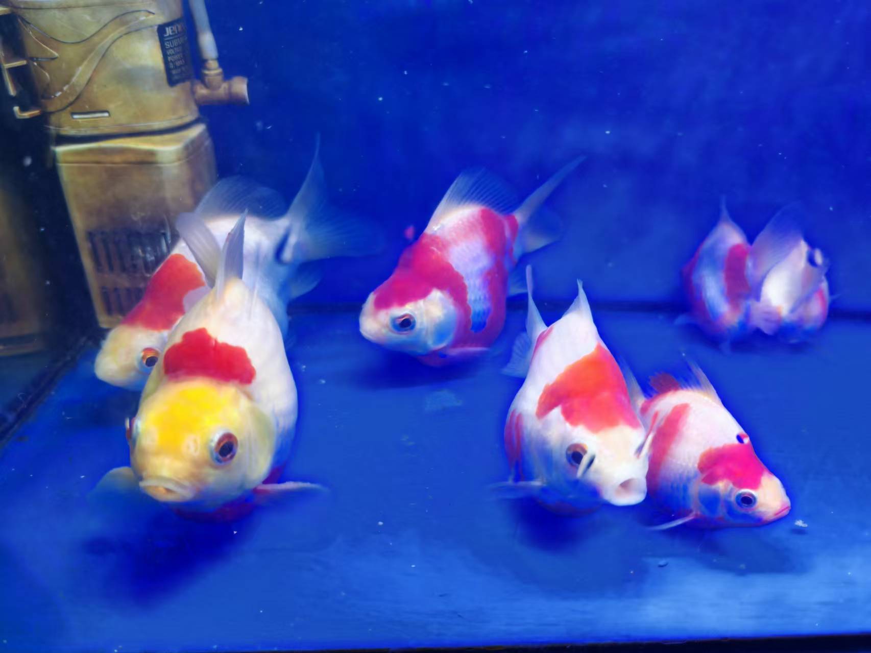 观赏鱼，红白玉鲭，自家鱼厂发货