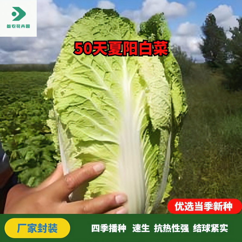 夏阳大白菜早50白菜耐热大白菜种子四季白菜种子阳台庭院蔬菜种子