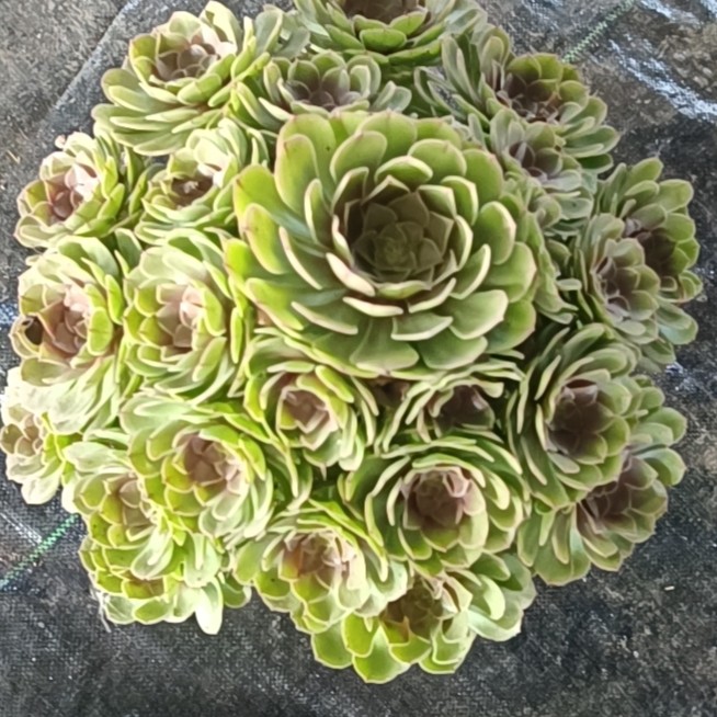 多肉法师一物一拍，一物一拍