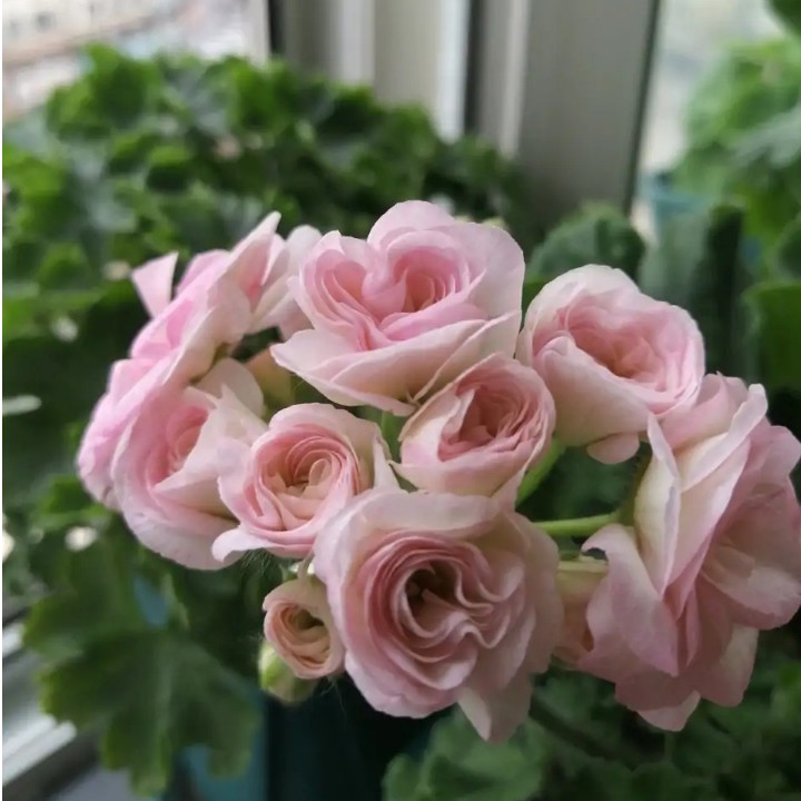 格雷斯公主天竺葵花苗盆栽花卉植物直立天竺葵