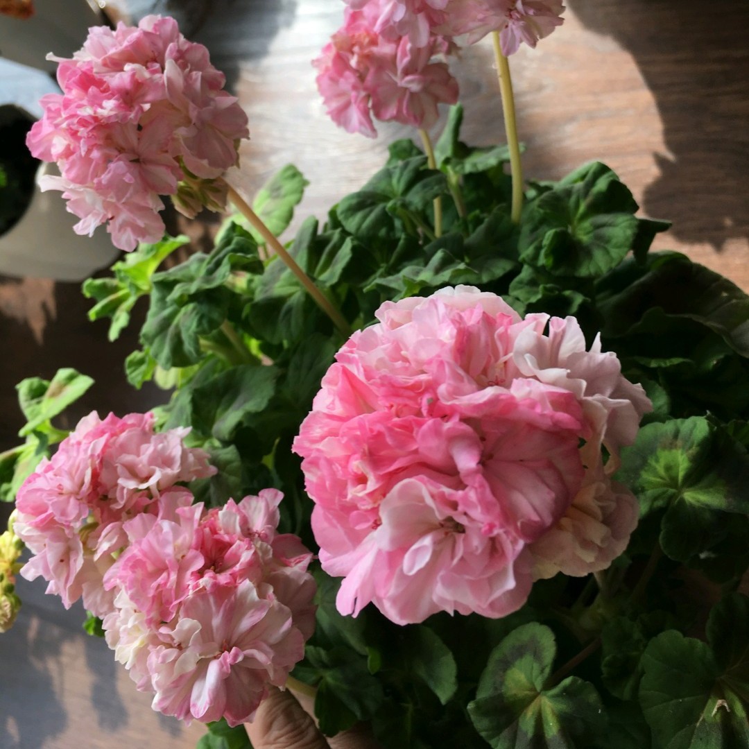 花叶鸽子直立天竺葵多美丽花卉天竺葵花苗盆栽花卉植物