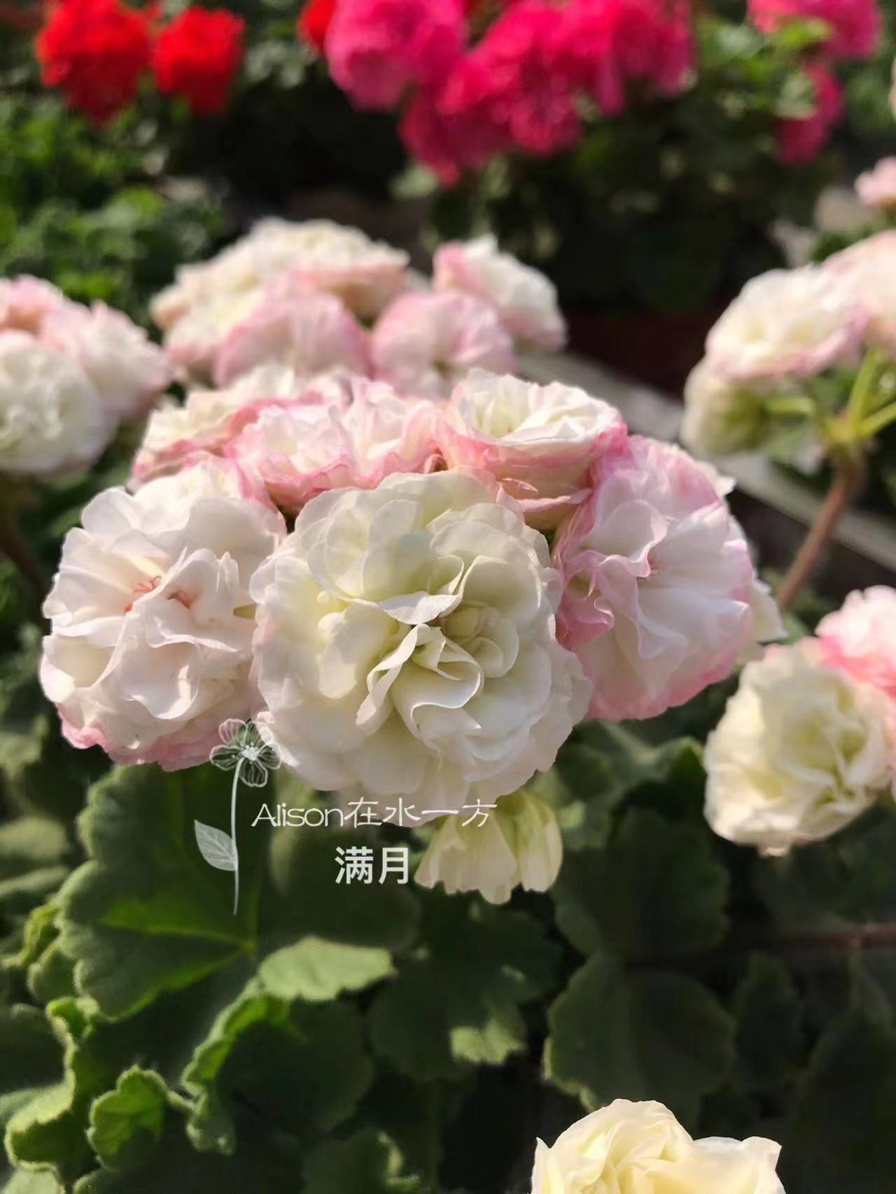 满月直立天竺葵多美丽花卉天竺葵花苗盆栽花卉植物