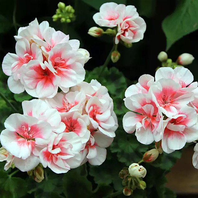 皇后天竺葵花苗盆栽花卉植物直立天竺葵