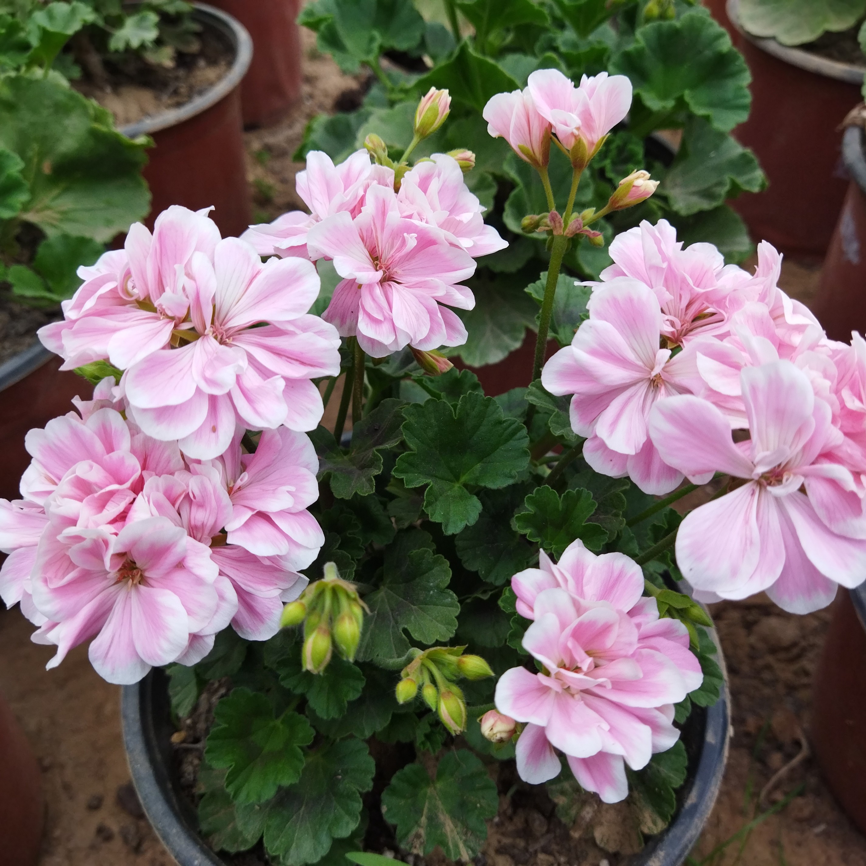 童话故事天竺葵花苗盆栽花卉植物直立天竺葵