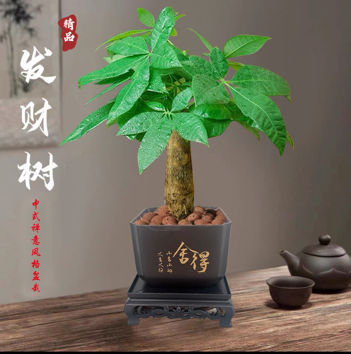 【舍得发财树】室内好养护桌面绿色盆栽转运花卉鲜活发货观叶耐旱YO