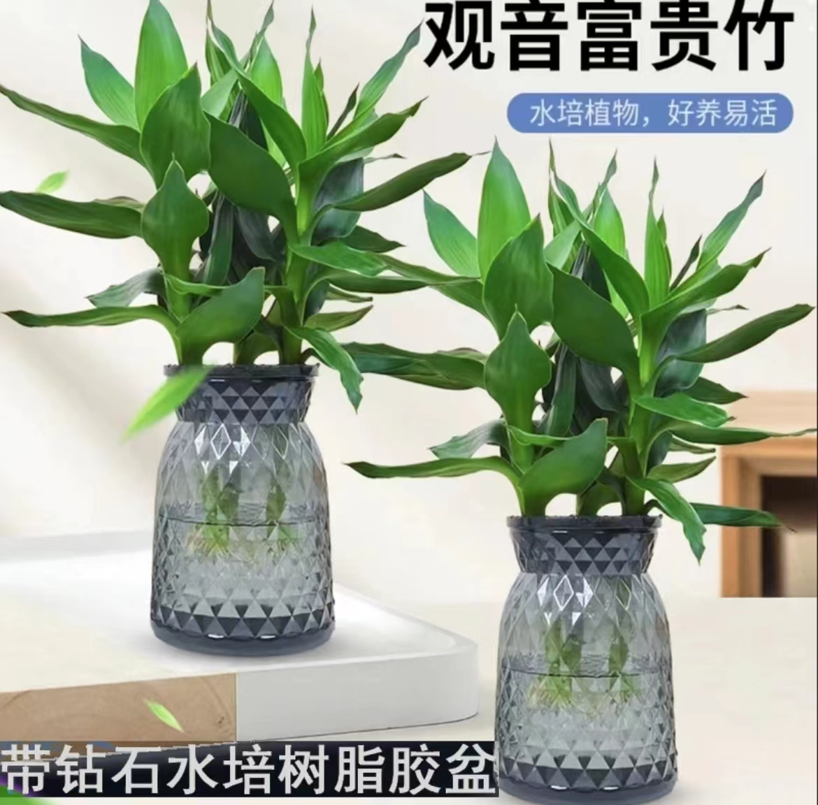 【拍一发二】C观音竹种植富贵竹室内绿植清新办公桌植物客厅好养护