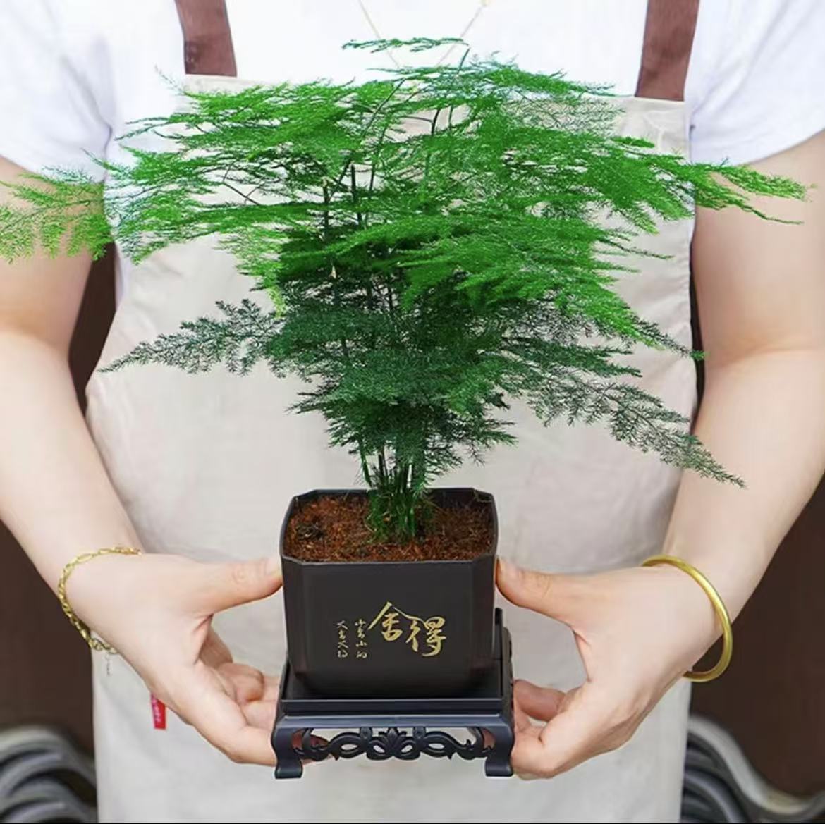 文竹盆栽盆景室内绿植好养护水培植物云竹盆景带盆花艺客厅文竹2