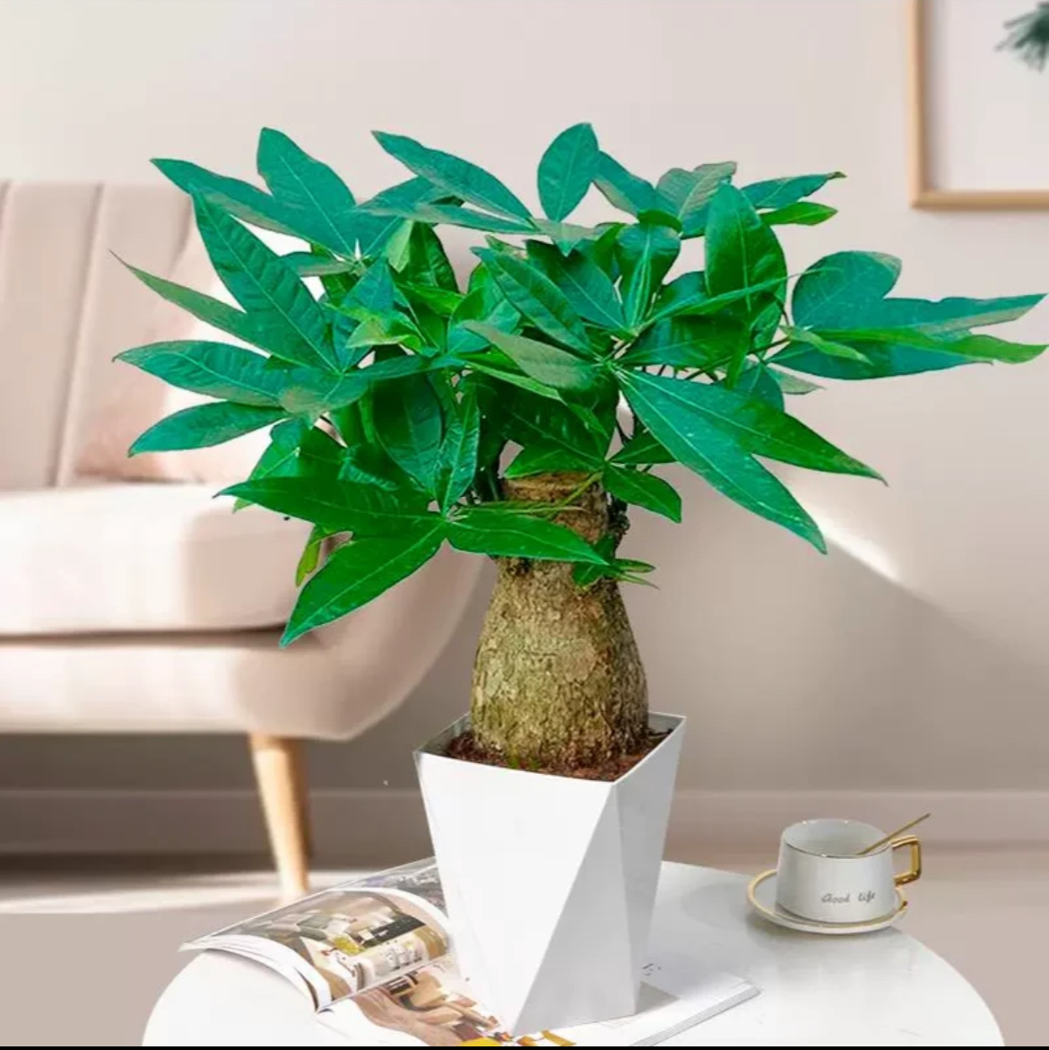 5年老桩发财树室内绿植种植大象腿八方发财树办公室盆栽基地2