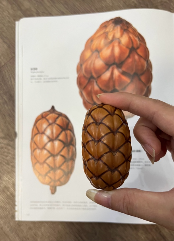 南美粉酒椰（默认微瑕表面鳞片会有轻微炸鳞）