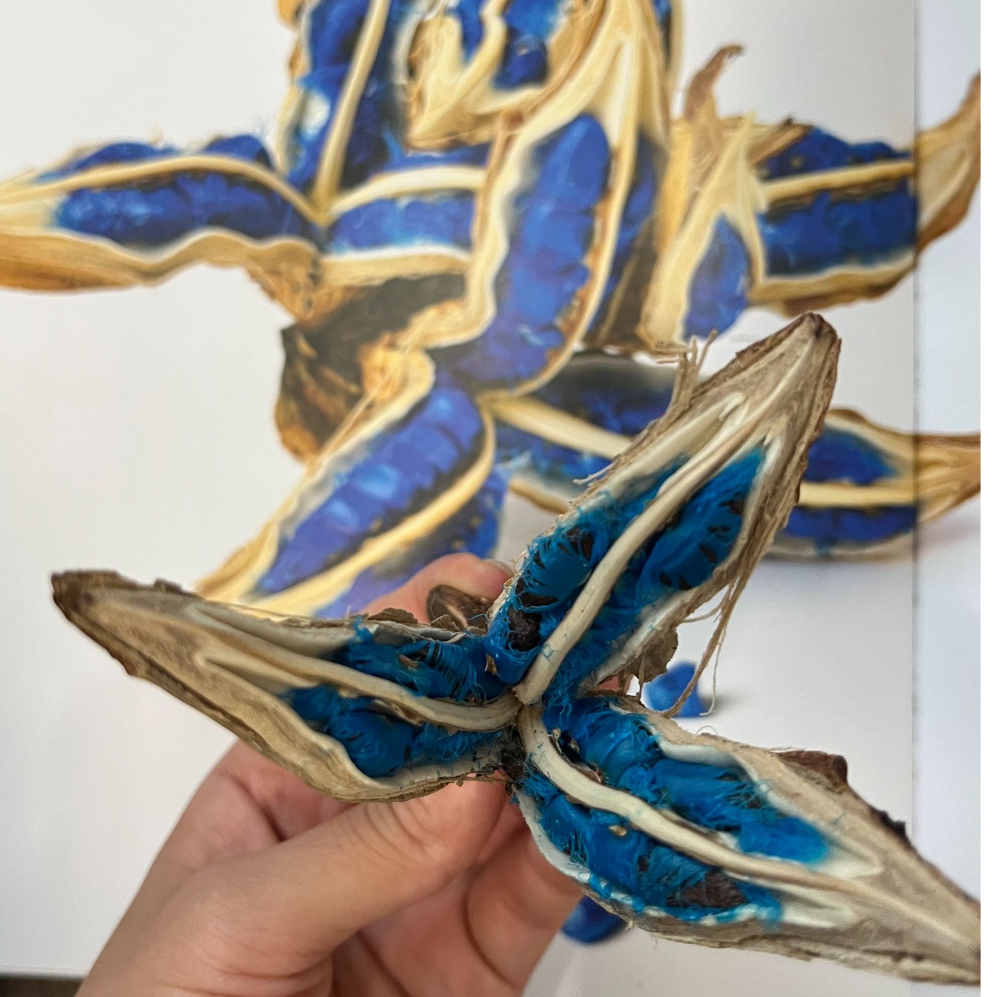 旅人蕉（蓝色种子运输容易掉落介意勿拍）