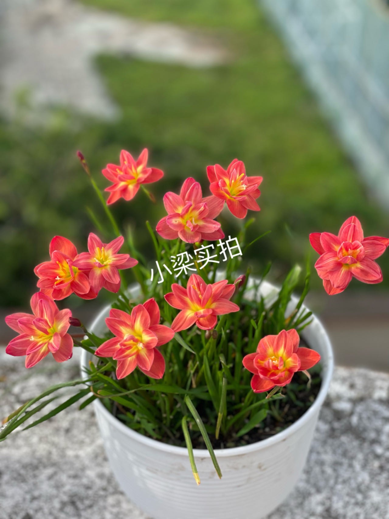 小梁重瓣风雨兰现挖新鲜苗带叶子带根粉色阳台四季栽培水仙铃兰花