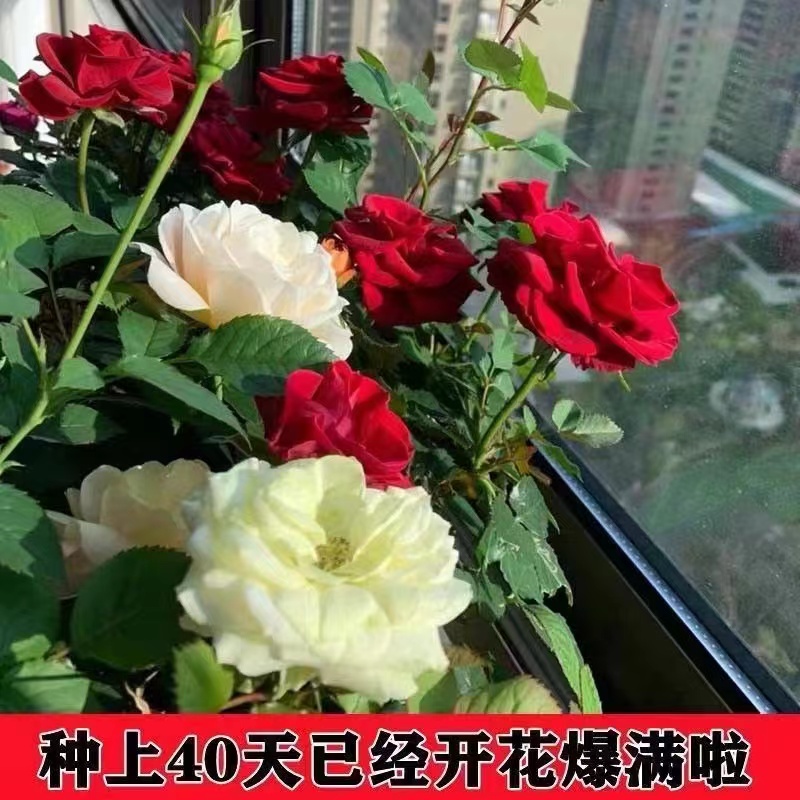 【一五班甄选】云南直发玫瑰花老桩老根四季开花月季花苗盆栽室内