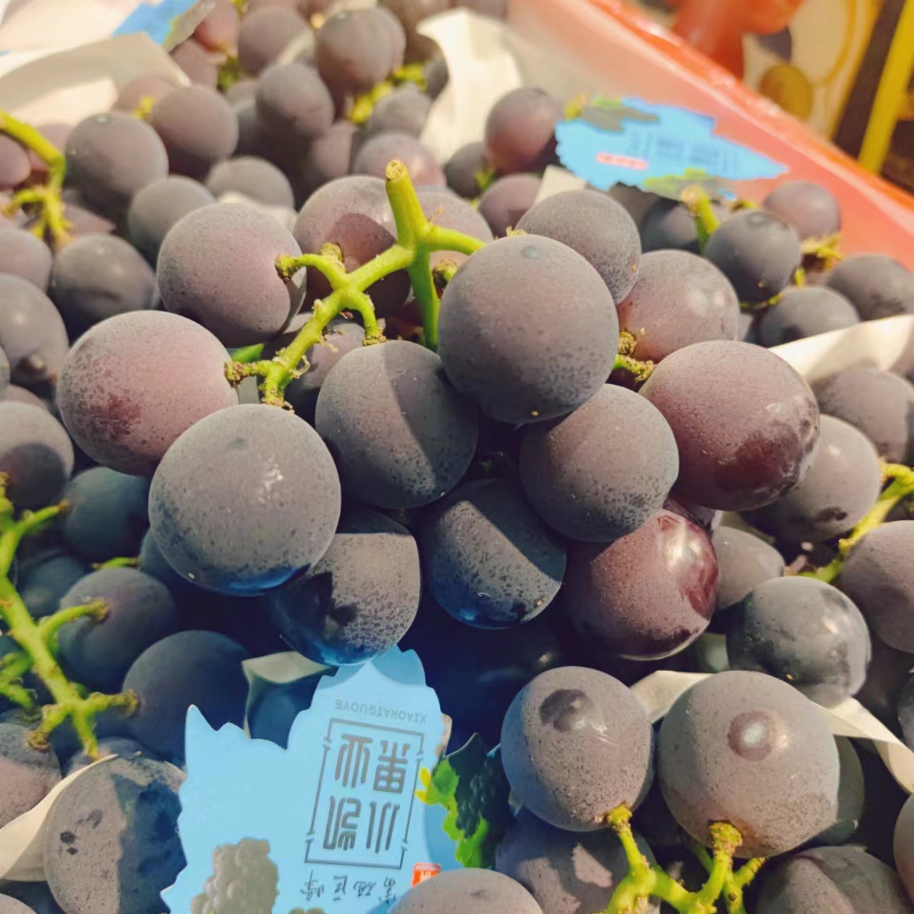 【老沙严选】山东富硒小凯巨峰葡萄[有籽] 1/2斤散称新鲜海南省