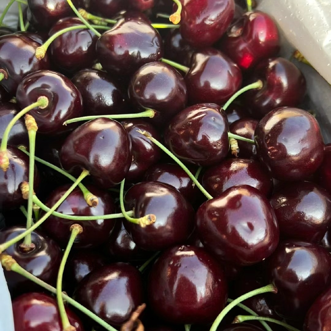 【老沙年货节】智利海运新鲜“科迪亚 ”车厘子 礼盒装5斤